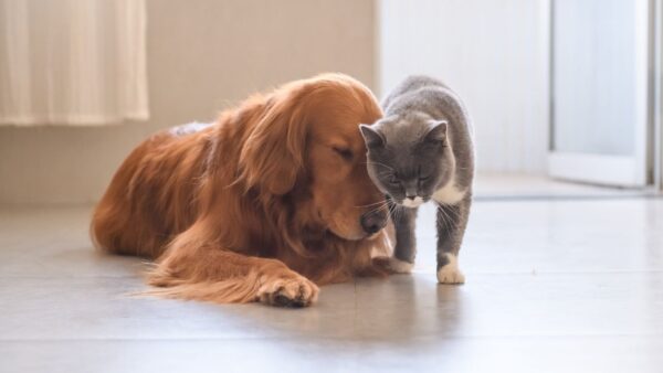 4 raças de cachorro que se dão bem com gatos - seu.dog