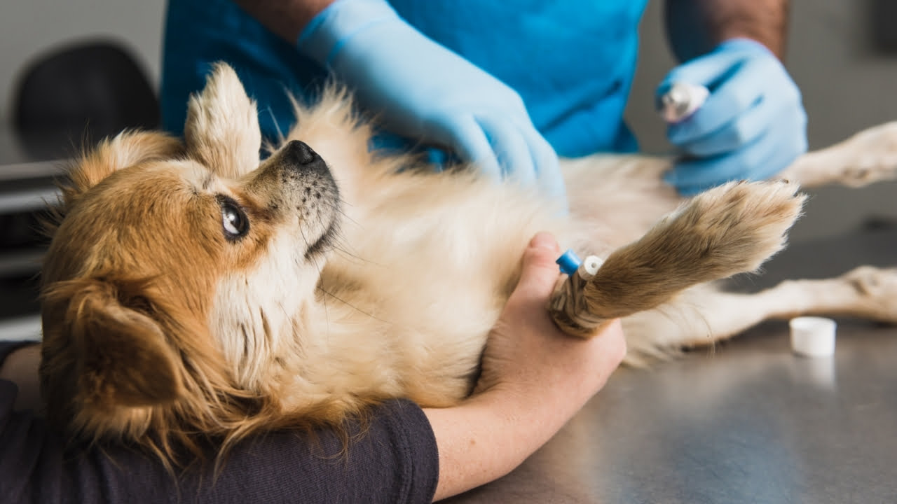 Inflamação no útero de cadelas: quais os sintomas e tratamento da piometra?