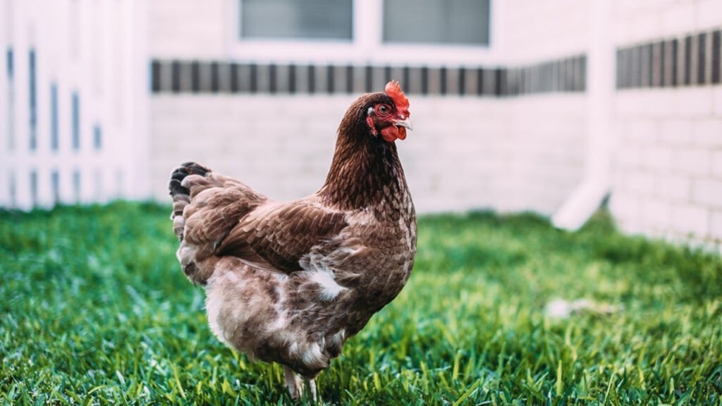 Meu cachorro ataca as galinhas: como lidar com esse comportamento?
