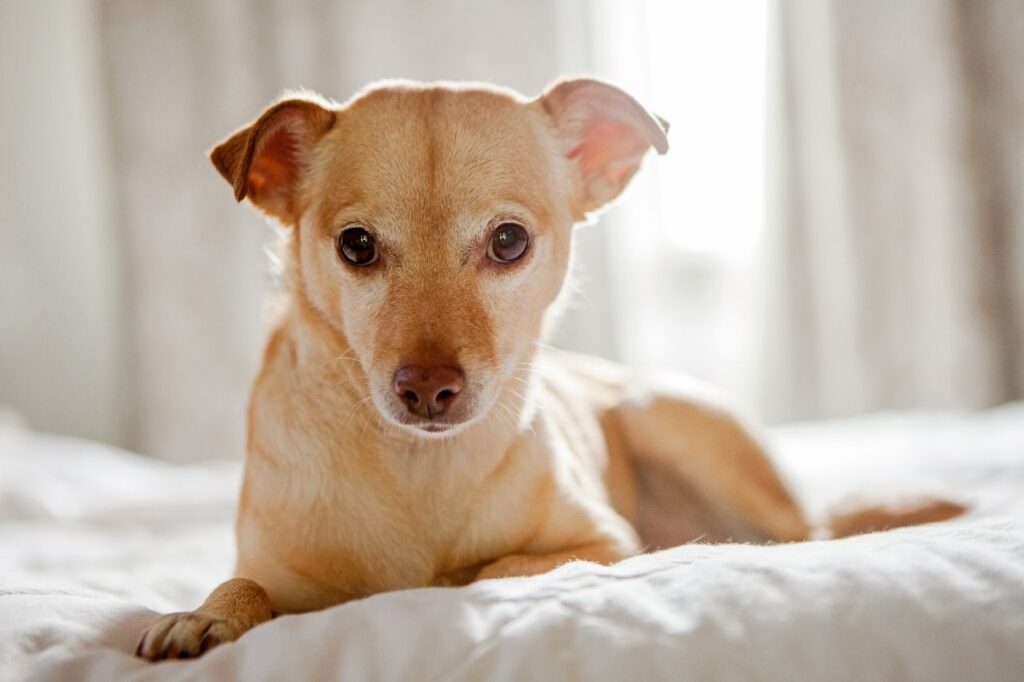 Muito cheiro de cachorro na casa? Aprenda a tirar