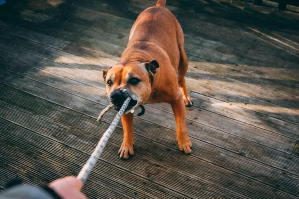 Saiba qual cachorro tem a mordida mais forte