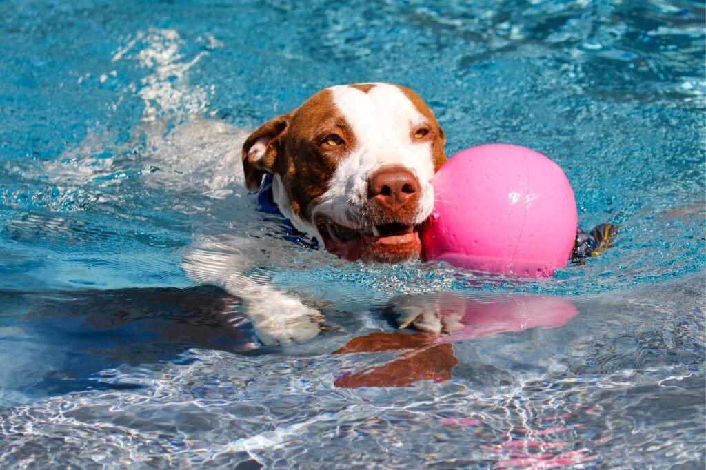 4 atividades físicas para fazer com o cachorro