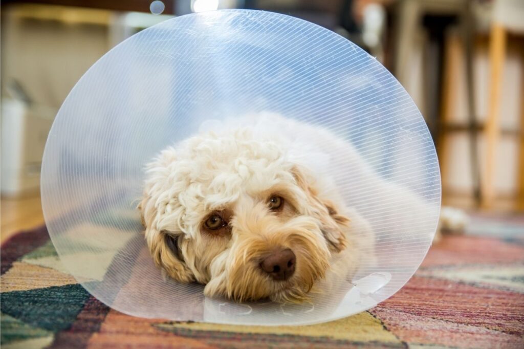 Como funciona a cirurgia de castração de cachorro?