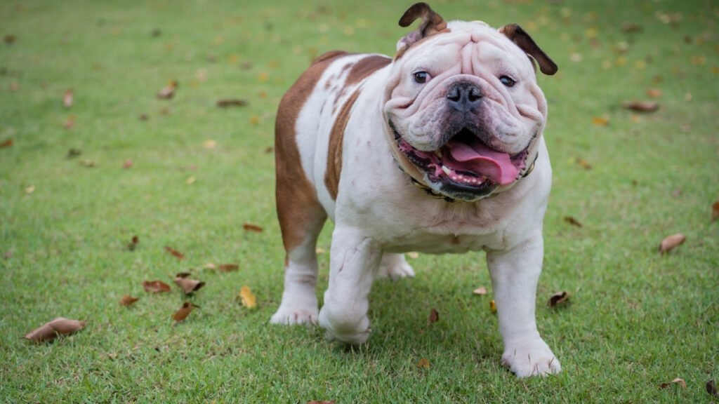 Seu aumigo está acima do peso? Saiba como emagrecer cachorro!