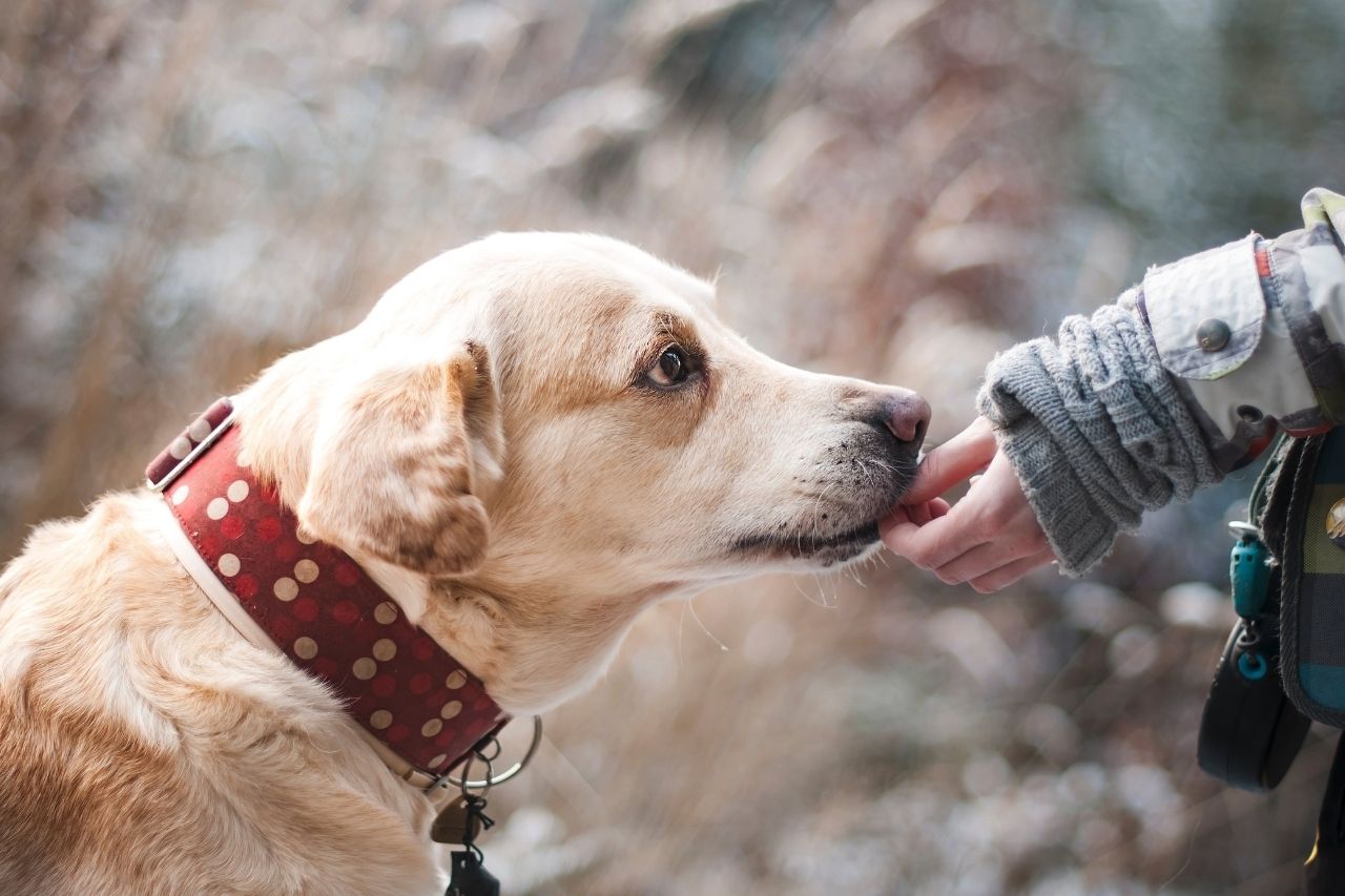 4 dicas de como conquistar a confiança de um cachorro