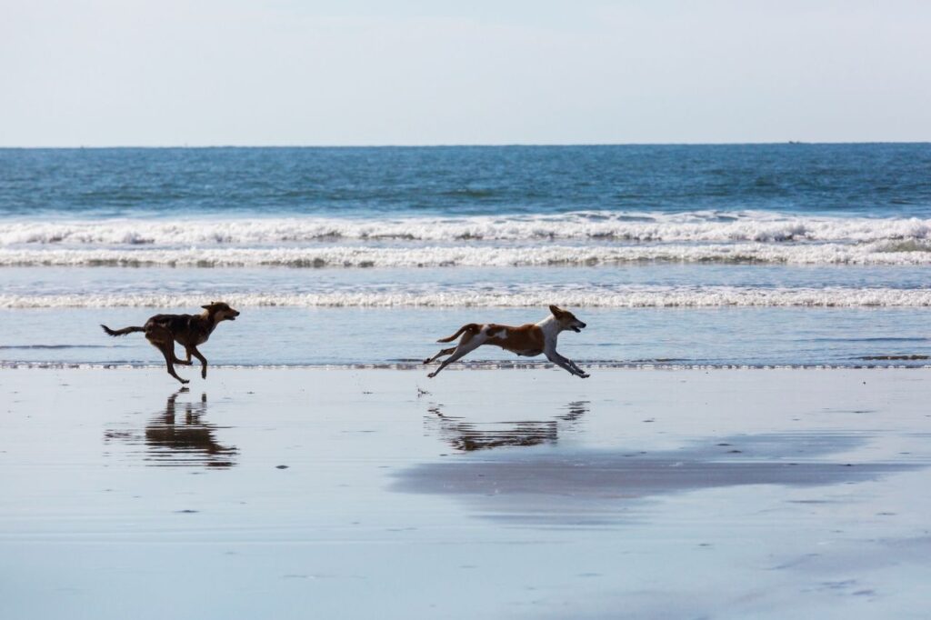 5 cuidados com o cachorro no verão