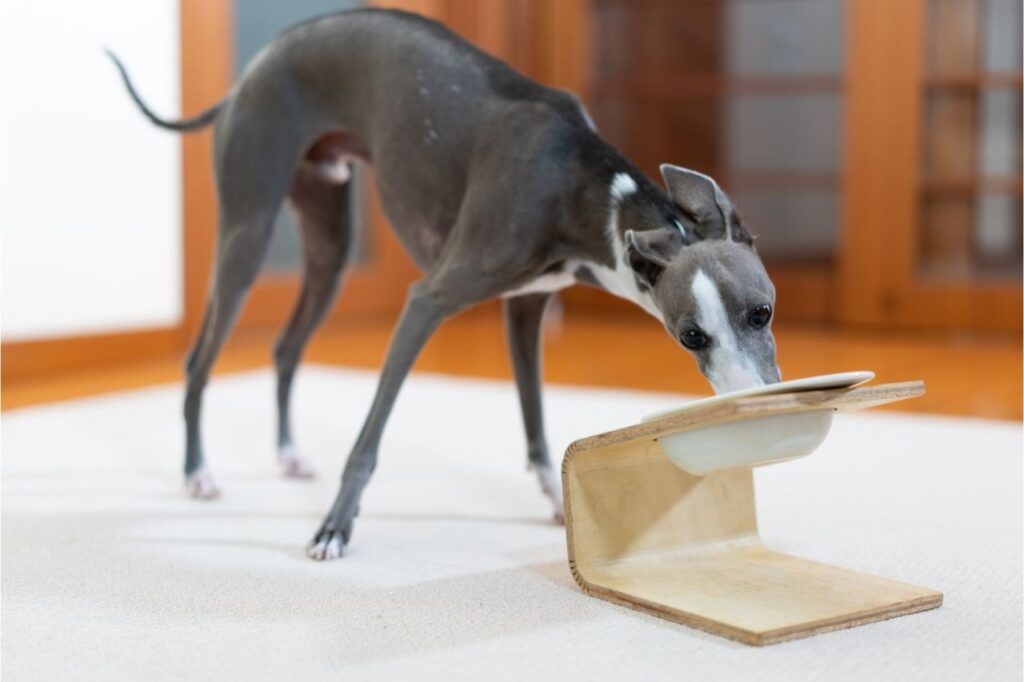 Comedouro elevado: qual a importância?