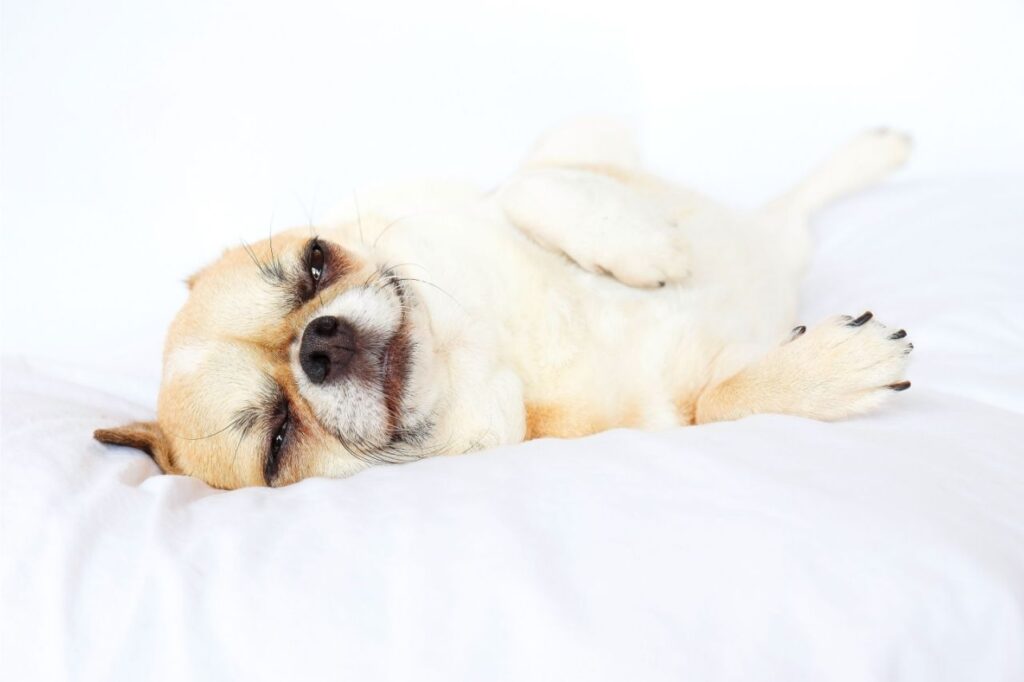 Por que meu cachorro dorme com os olhos abertos?