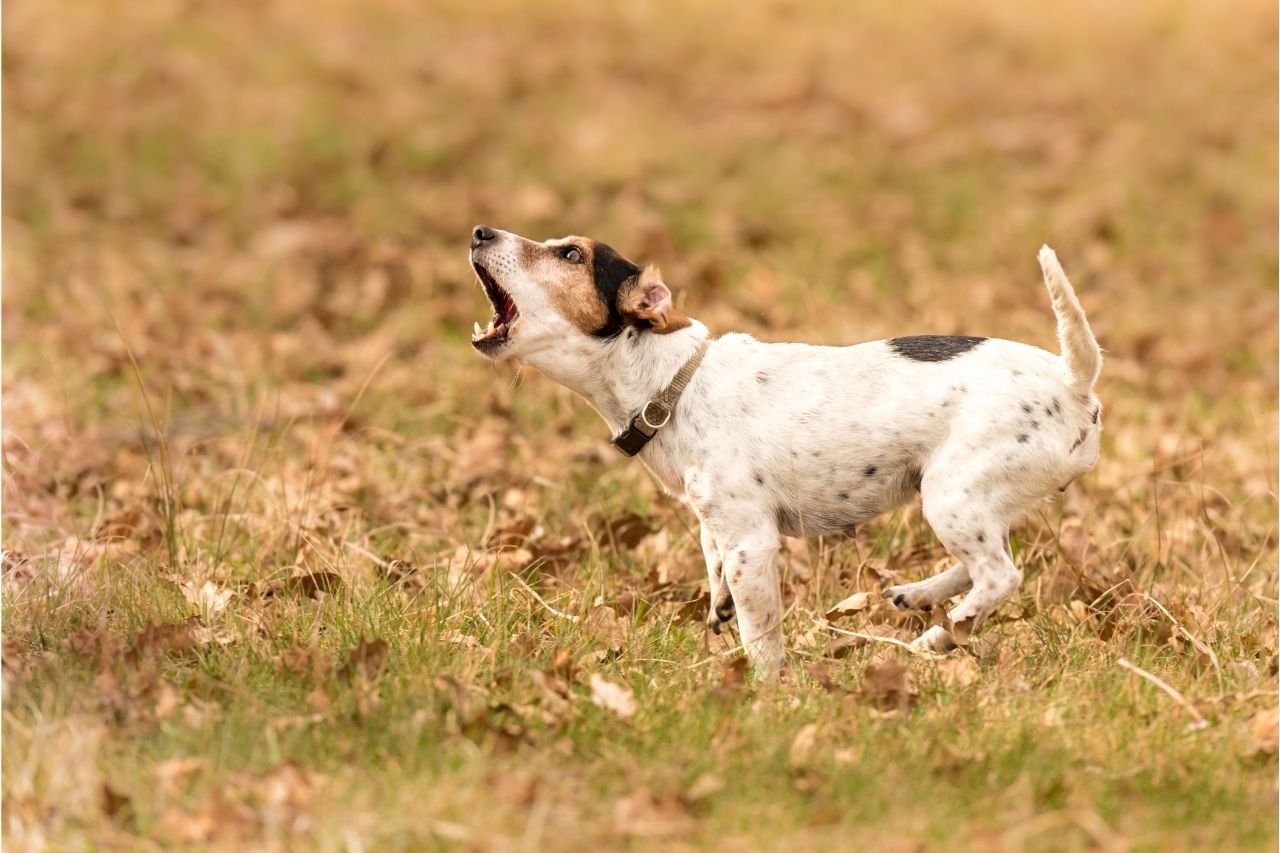 5 dicas para entender como diminuir os latidos do cachorro