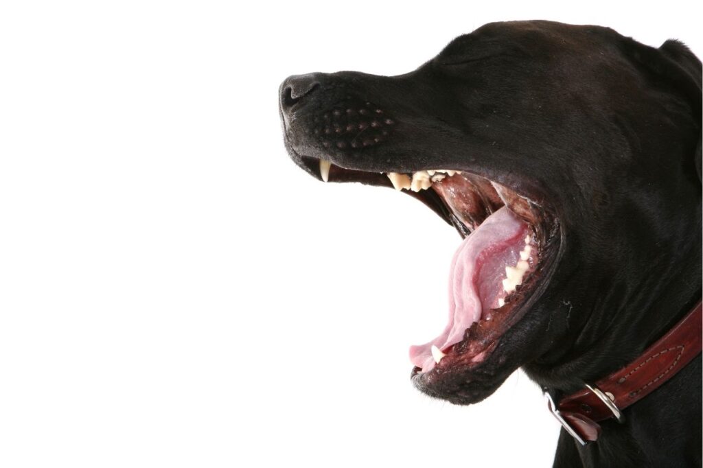 6 raças que não latem muito