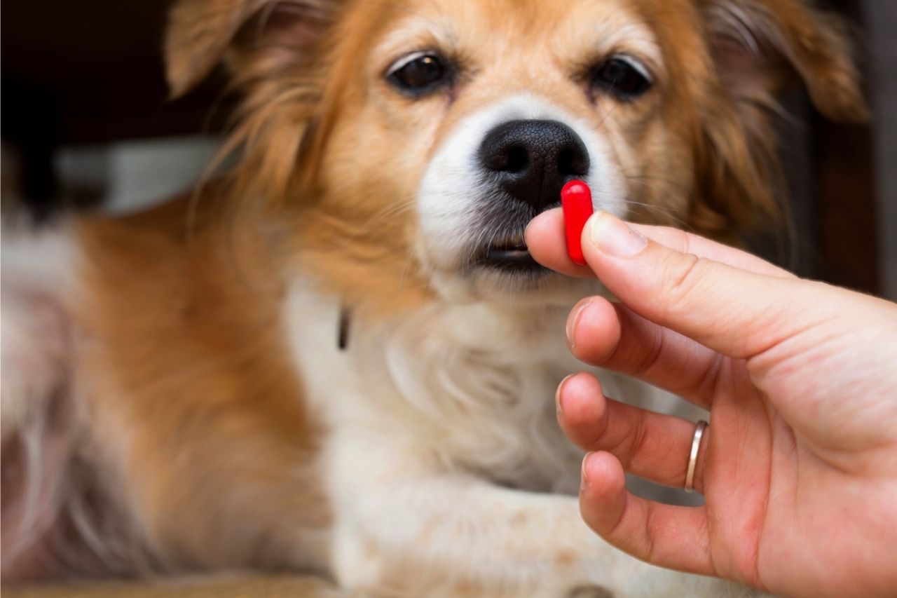 Automedicação em cães: não tenha esse hábito!