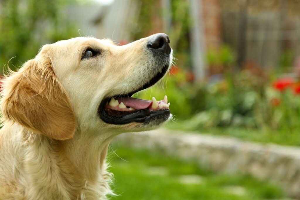 7 raças de cães para suporte emocional 