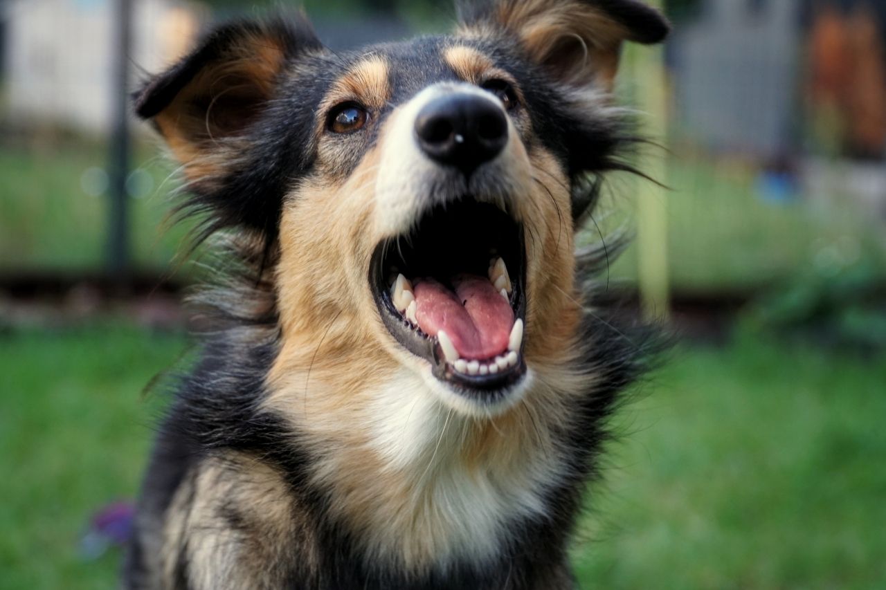 Quantos dentes tem um cachorro em cada fase da vida?