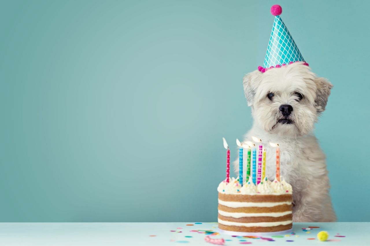 É aniversário do seu.dog? Aprenda a fazer bolo para cães