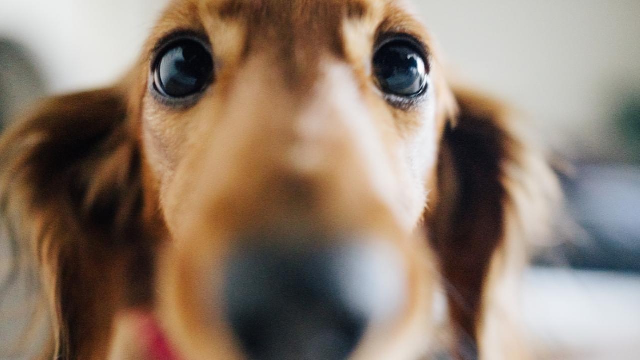 4 fatos sobre o olfato canino!