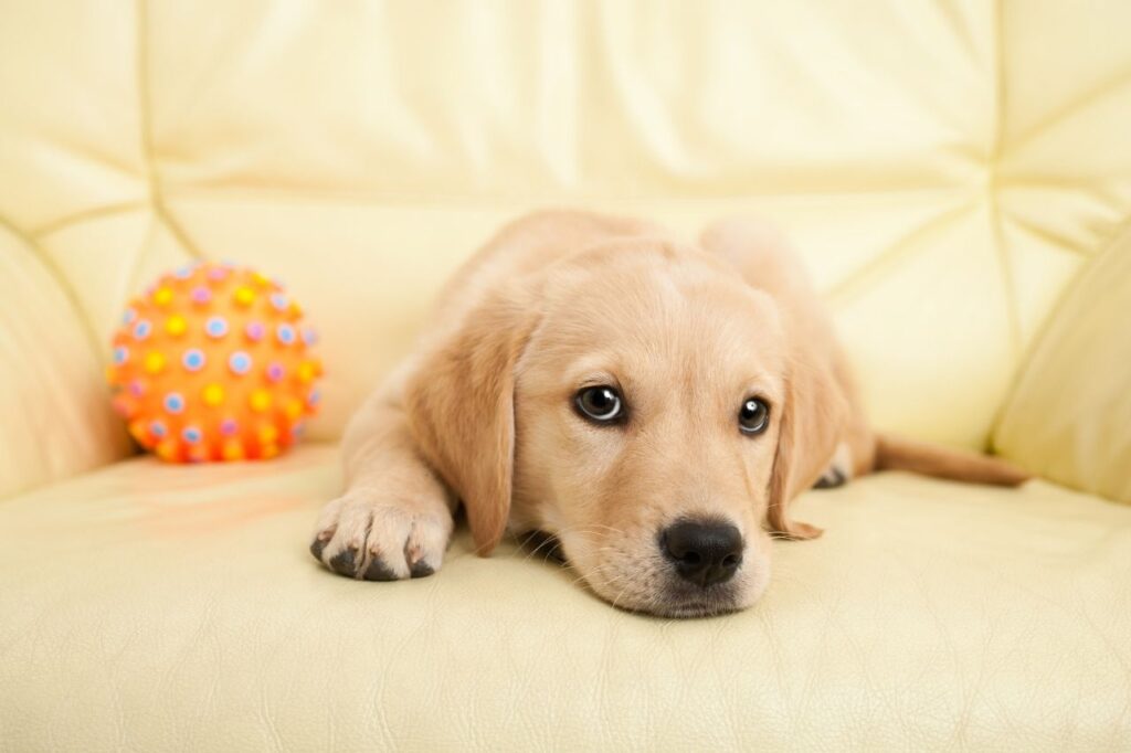 5 raças de cães obedientes!