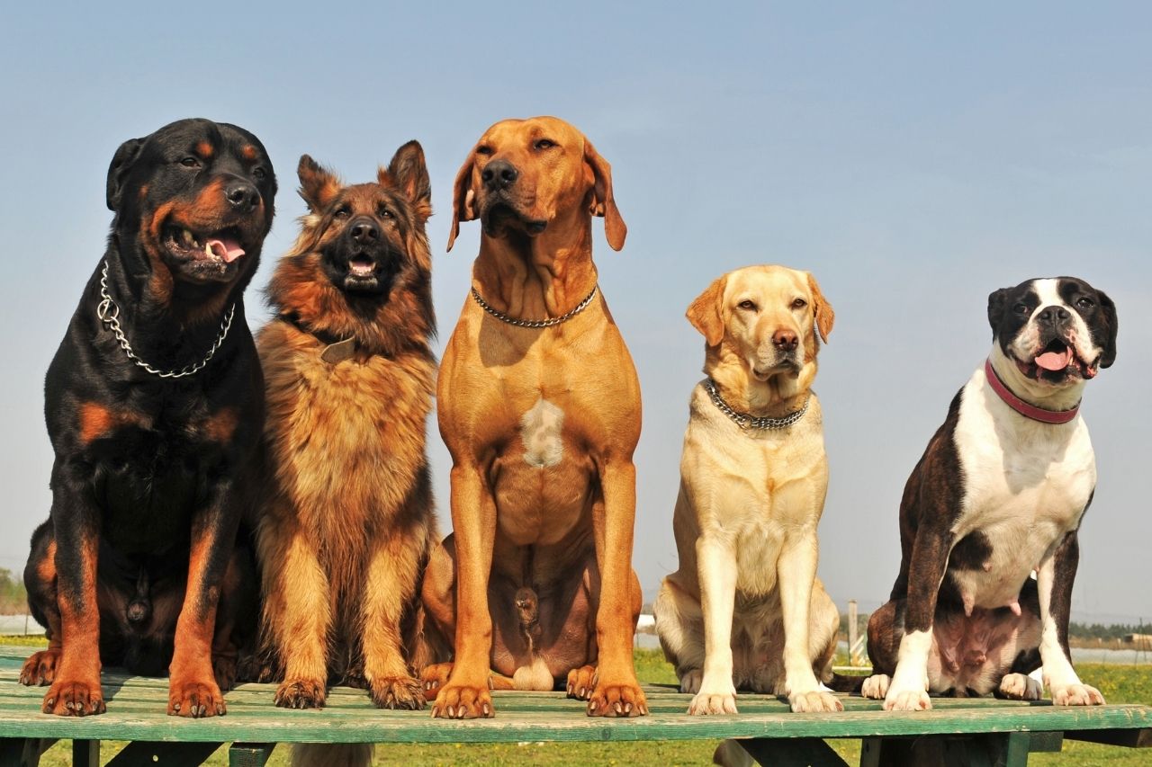 6 raças de cachorro grande