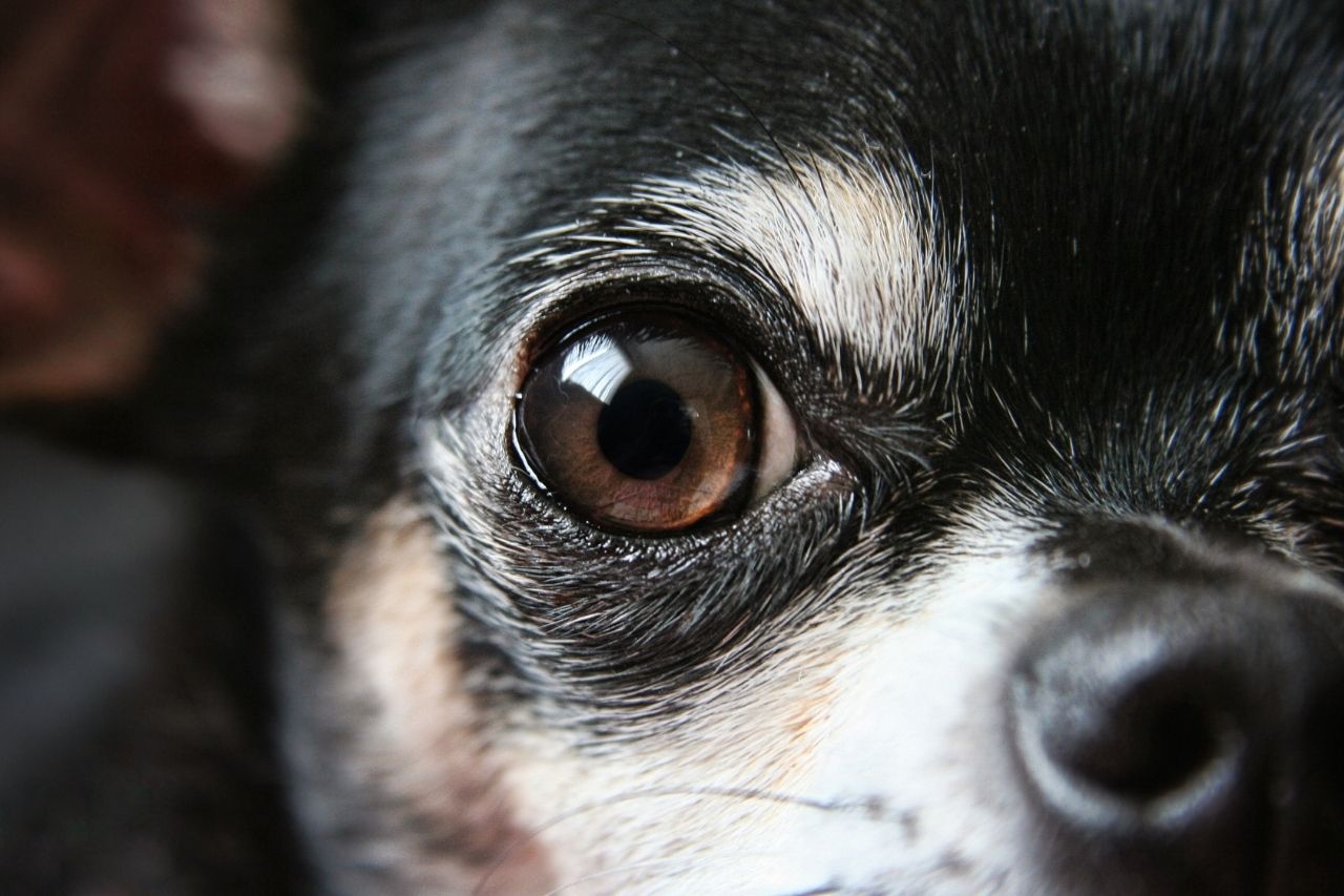 Cachorro com olho inchado: o que fazer?