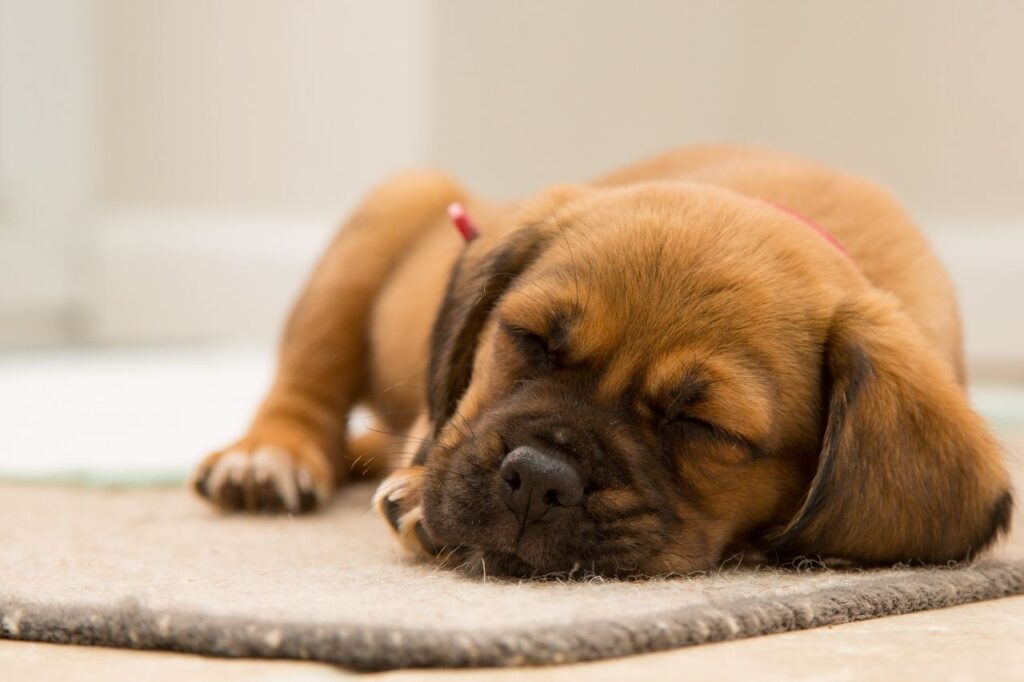 Sono do cachorro: como funciona?