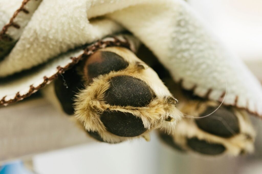 5 raças de cachorro miniatura!