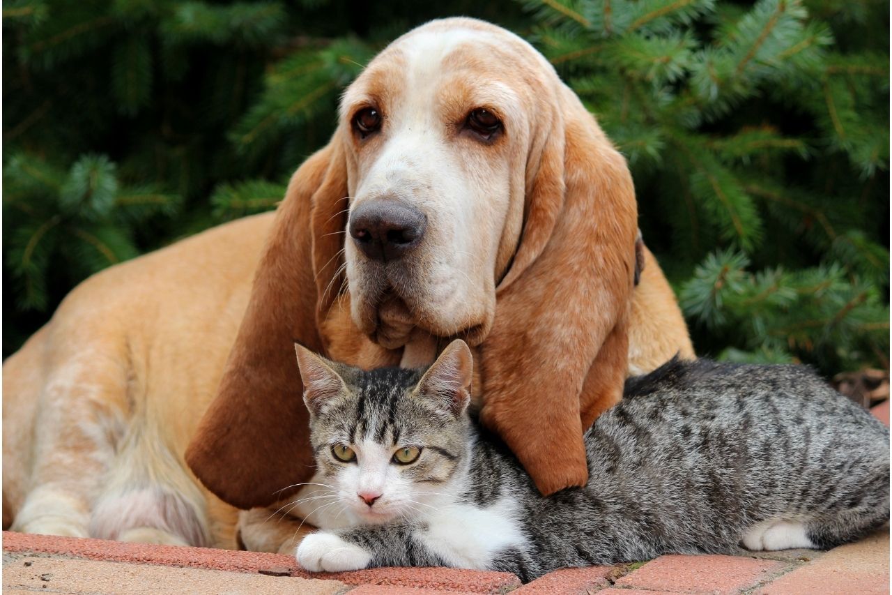 Animais juntos: como manter uma boa convivência entre cães e outras espécies?