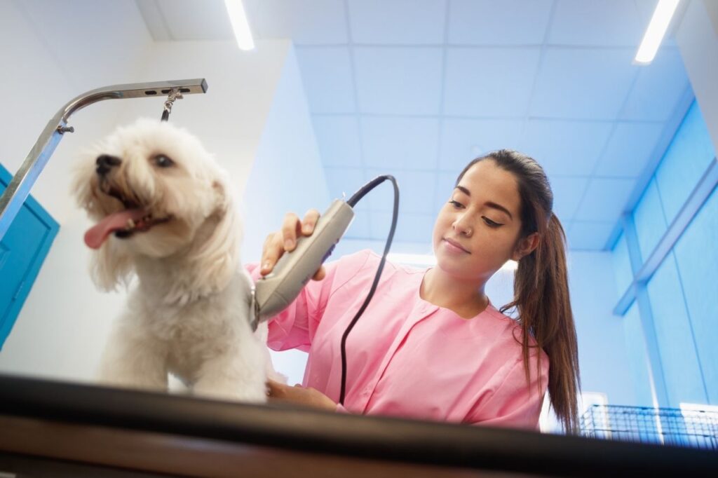 Como escolher o melhor pet shop para banho e tosa?