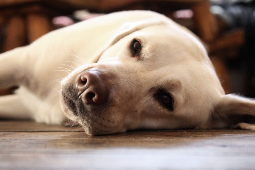 Gastrite canina: como tratar?