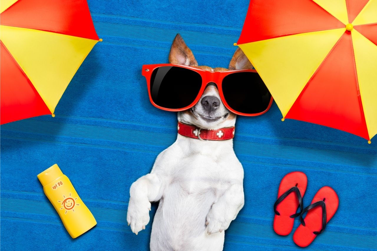 Protetor solar para cachorro: precisa mesmo usar?