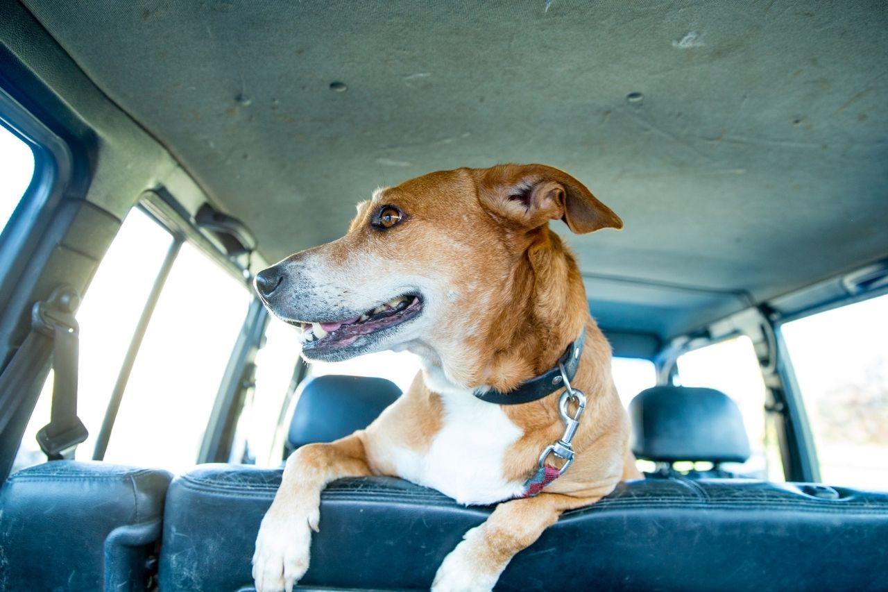 Cachorro sozinho no carro: por que não deixar?