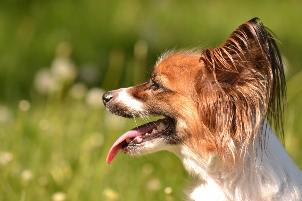 Você sabe por que cachorro gosta de ficar no sol?