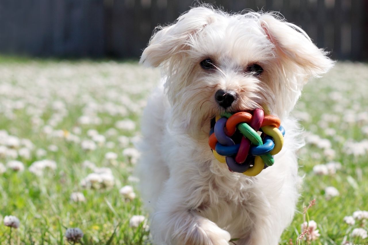 Brinquedos com barulho são a preferência dos cães?