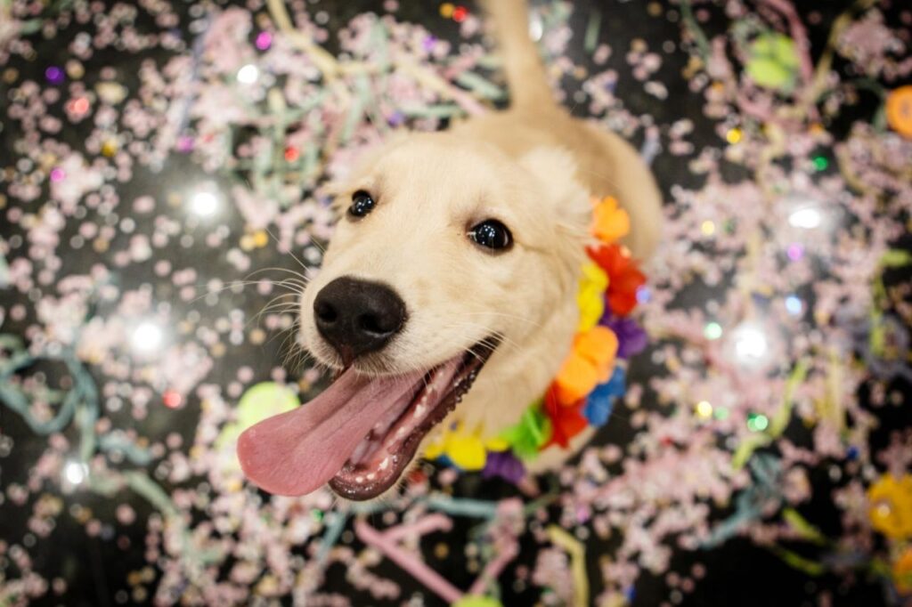 Como curtir o Carnaval com o pet?