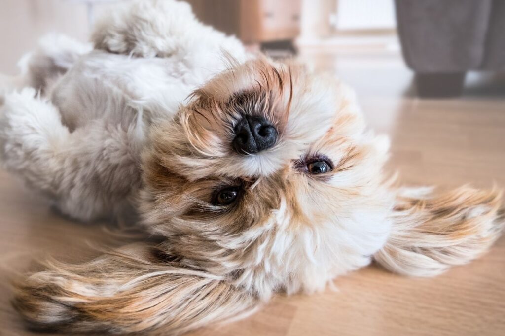 Como evitar acidente com cachorro em casa?