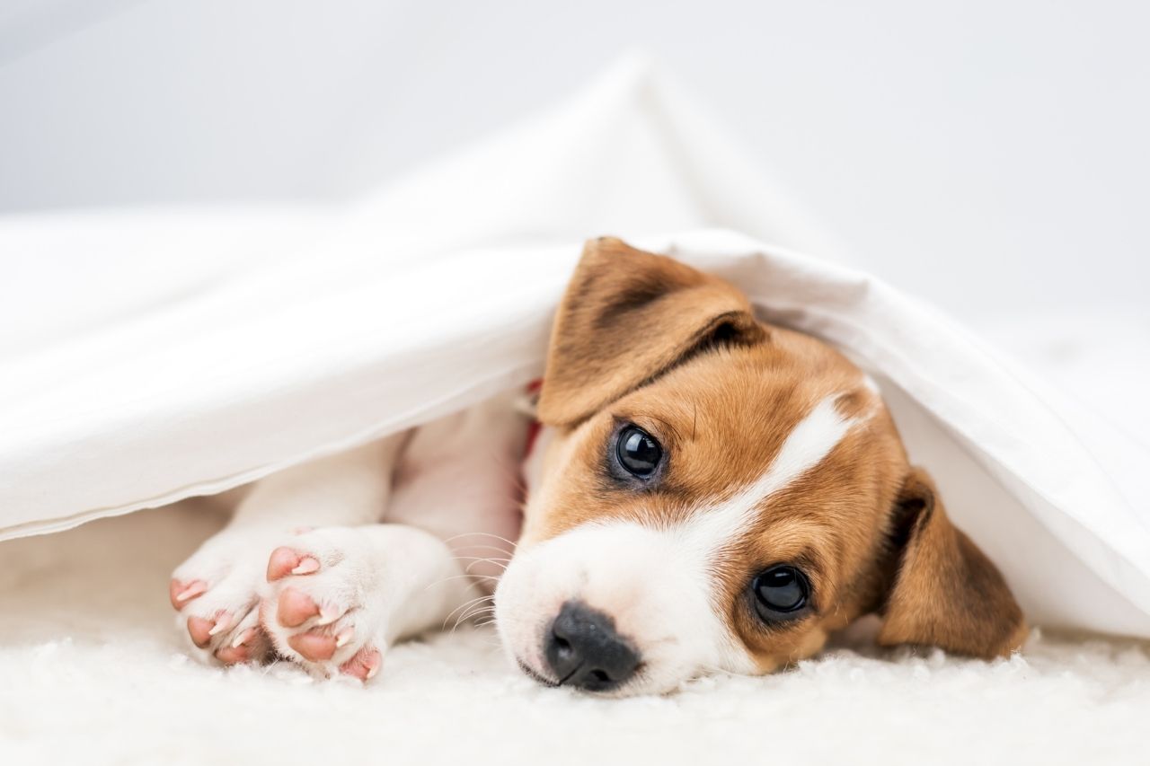 Discopatia intervertebral em cachorros: o que é?