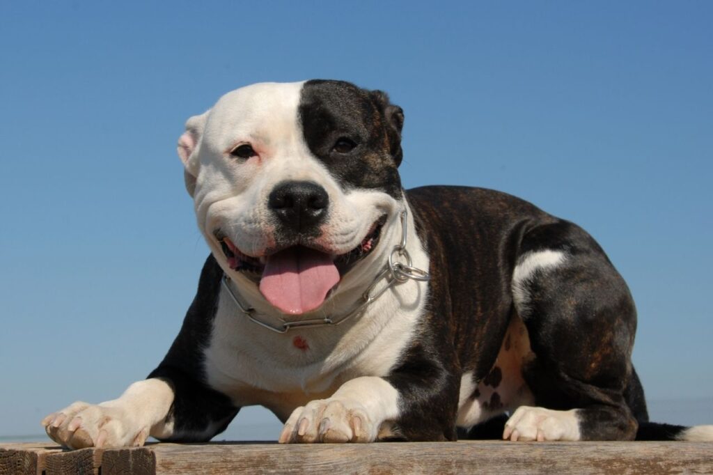 Pitbull é agressivo? Conheça essa raça!