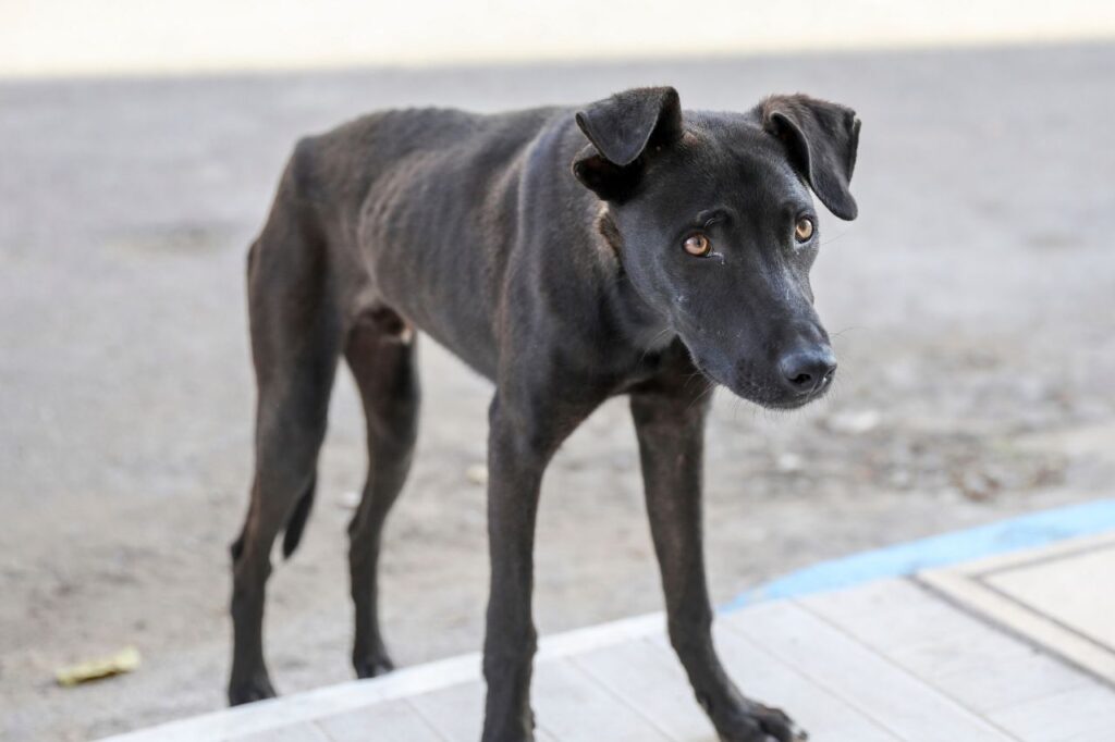 Cachorro magro como fazê-lo engordar
