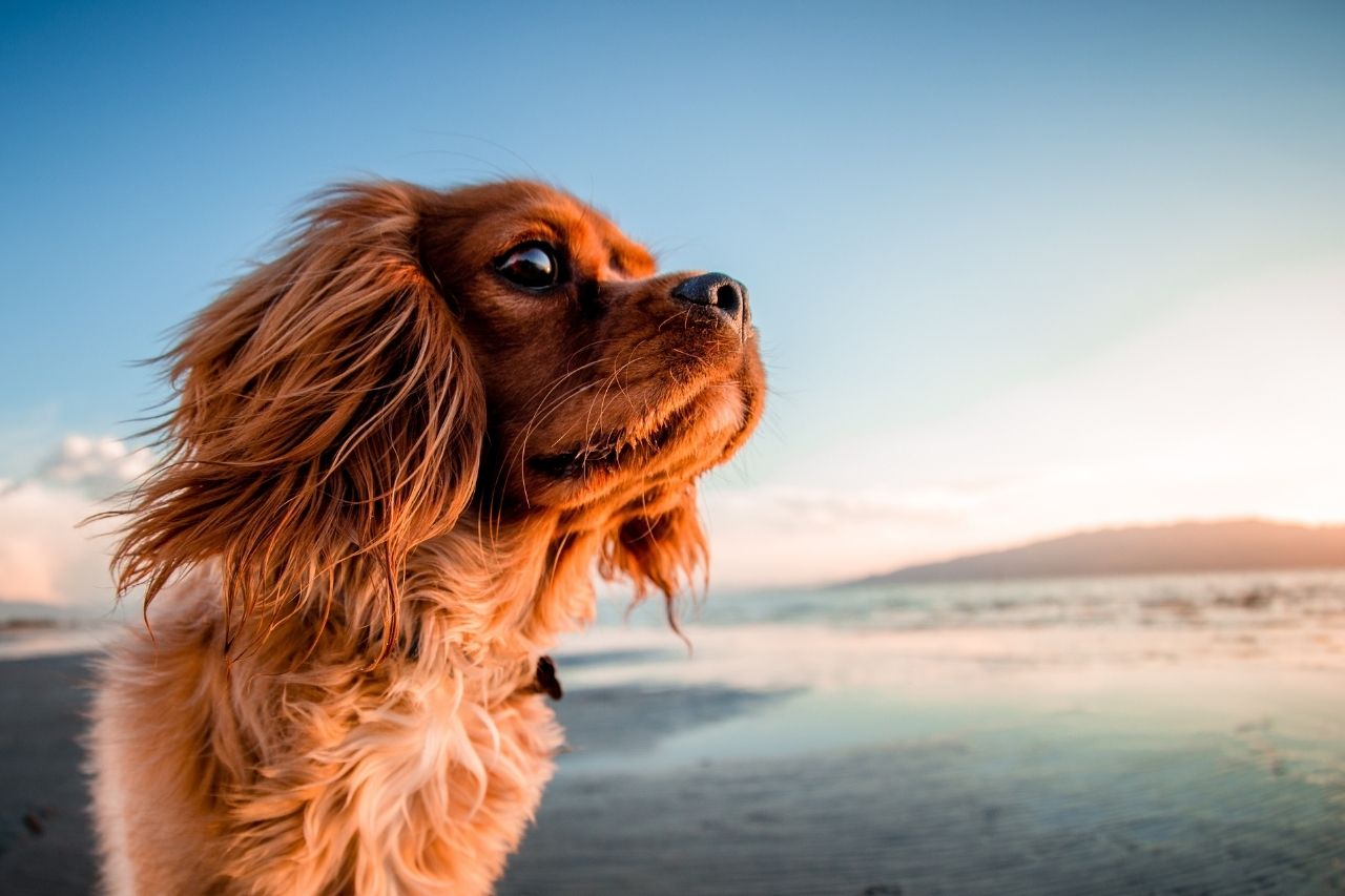 Cachorro na praia: 5 dicas para ter um passeio sem dor de cabeça