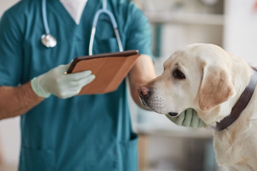 Problemas de pele em cachorro e gato: como resolver?