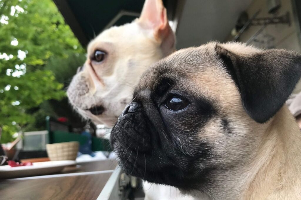 Qual a diferença entre Pug e Bulldog Francês