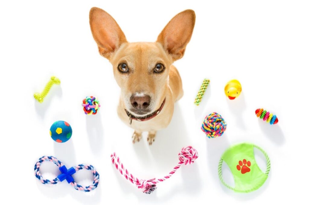 Qual a importância do enriquecimento ambiental para cães?