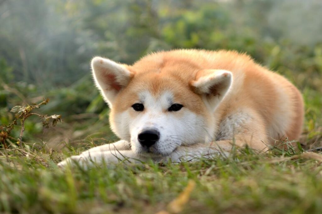 5 curiosidades sobre a raça Akita Inu