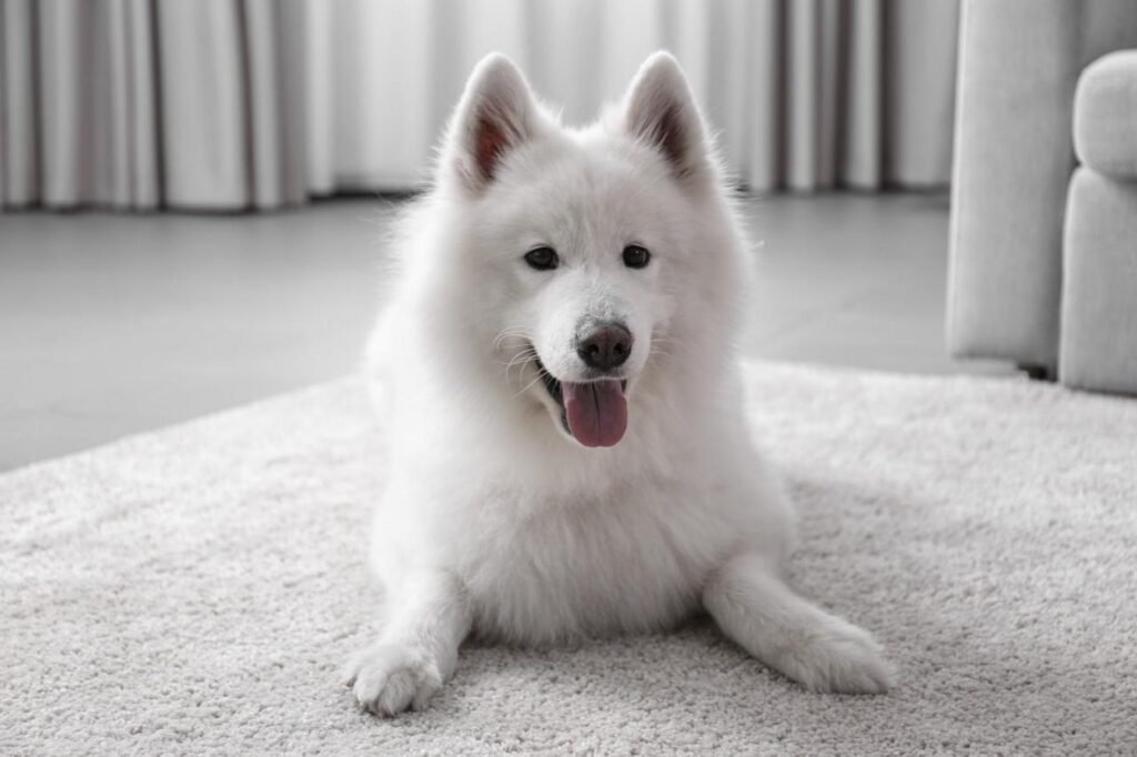 A areia para cachorro é uma boa opção?