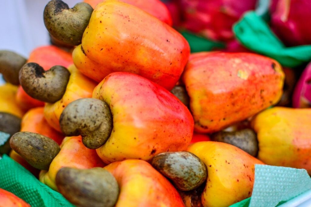 Afinal, cachorro pode comer caju?