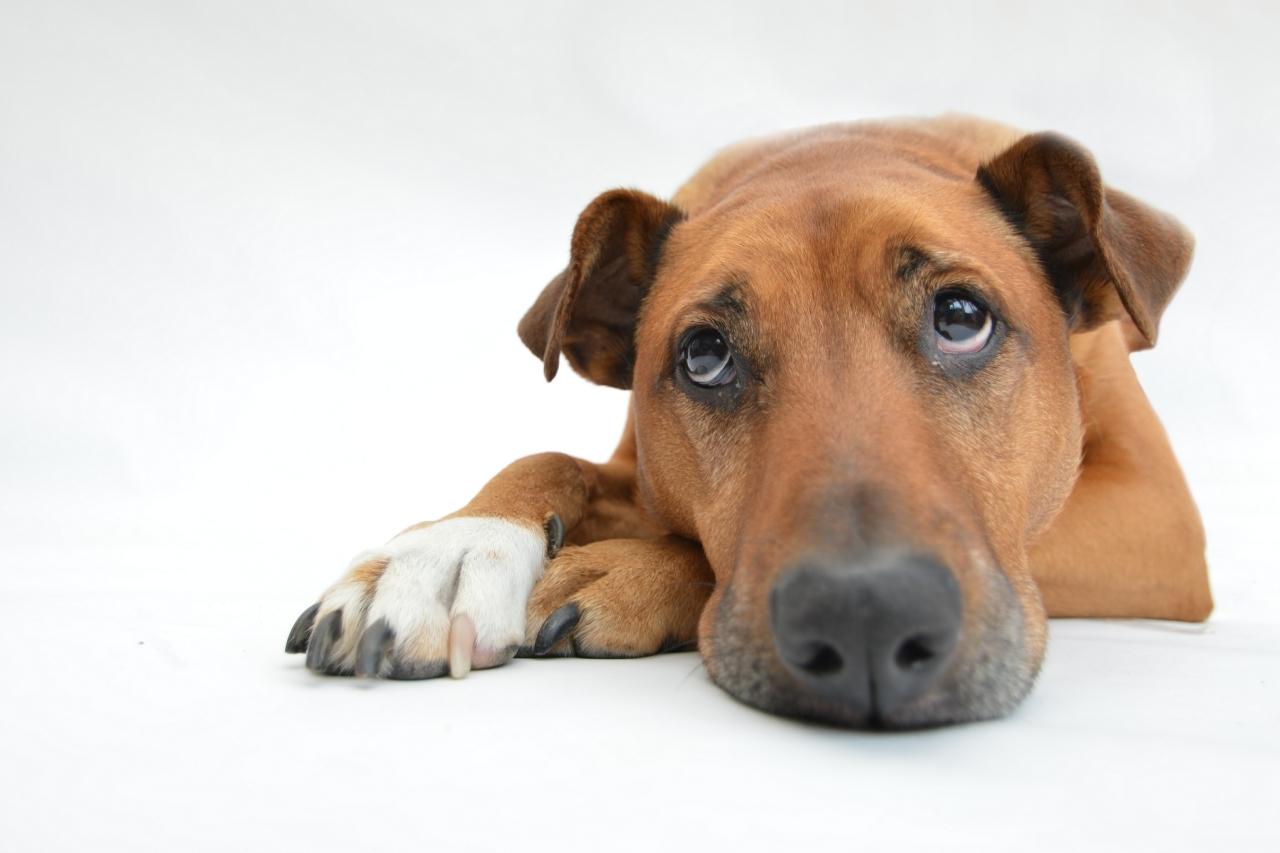Antibiótico para cães: quando é indicado?