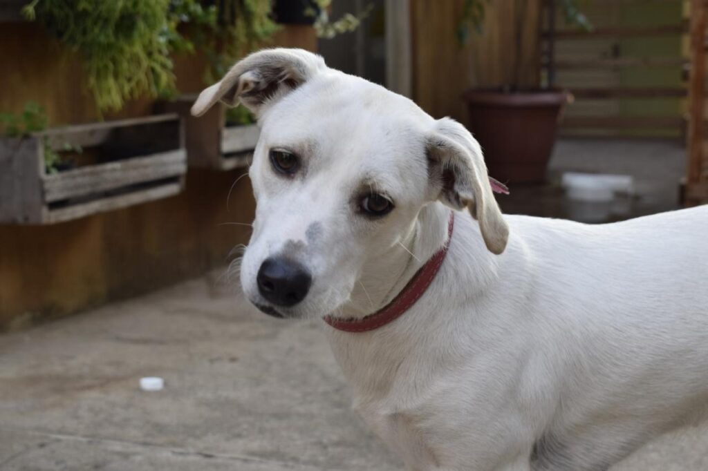 Ações para cuidar e não deixar o cachorro confuso