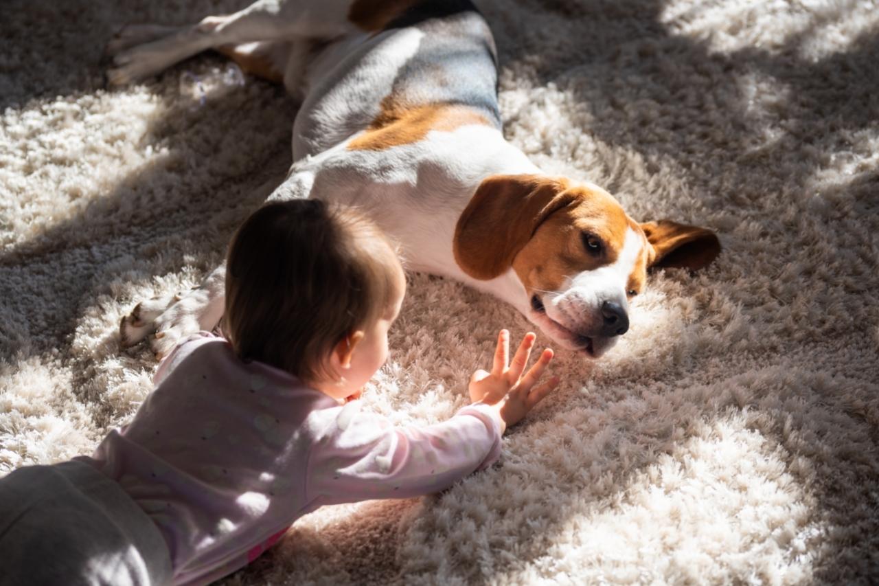 Cachorro com bebês: por que existe o instinto protetor?