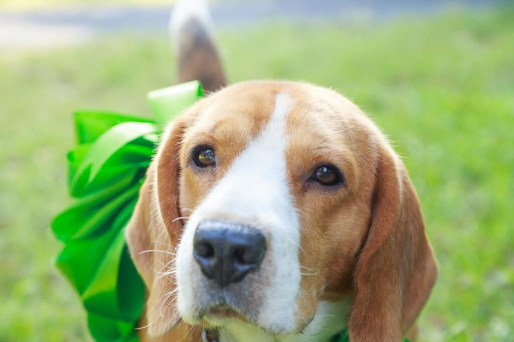 Cachorro de presente: por que evitar essa prática?