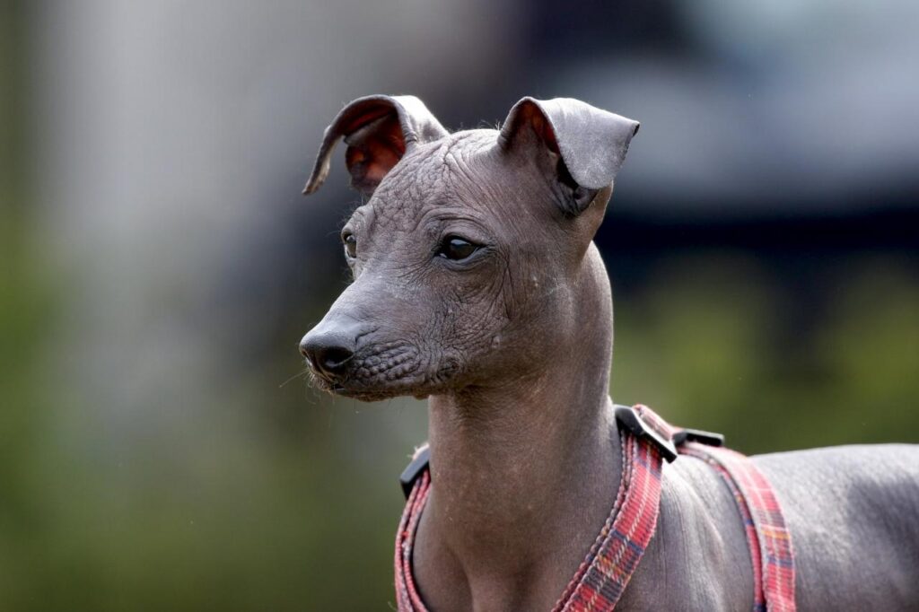 Cachorro pelado: saiba quais são as raças sem pelo