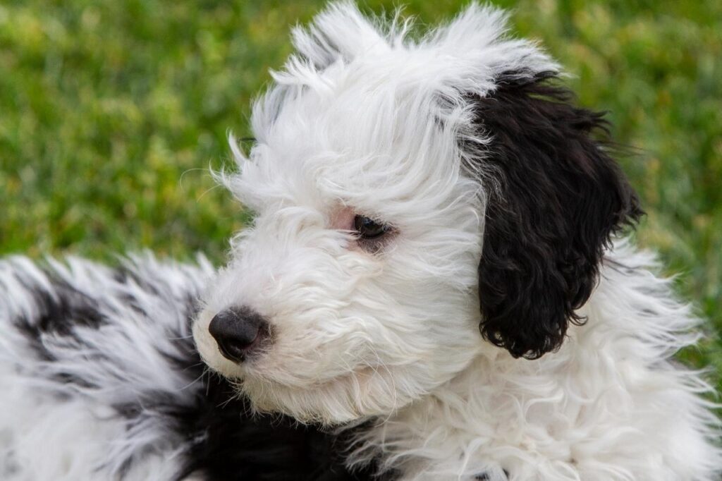 Existe cachorro com caspa ou é mito?