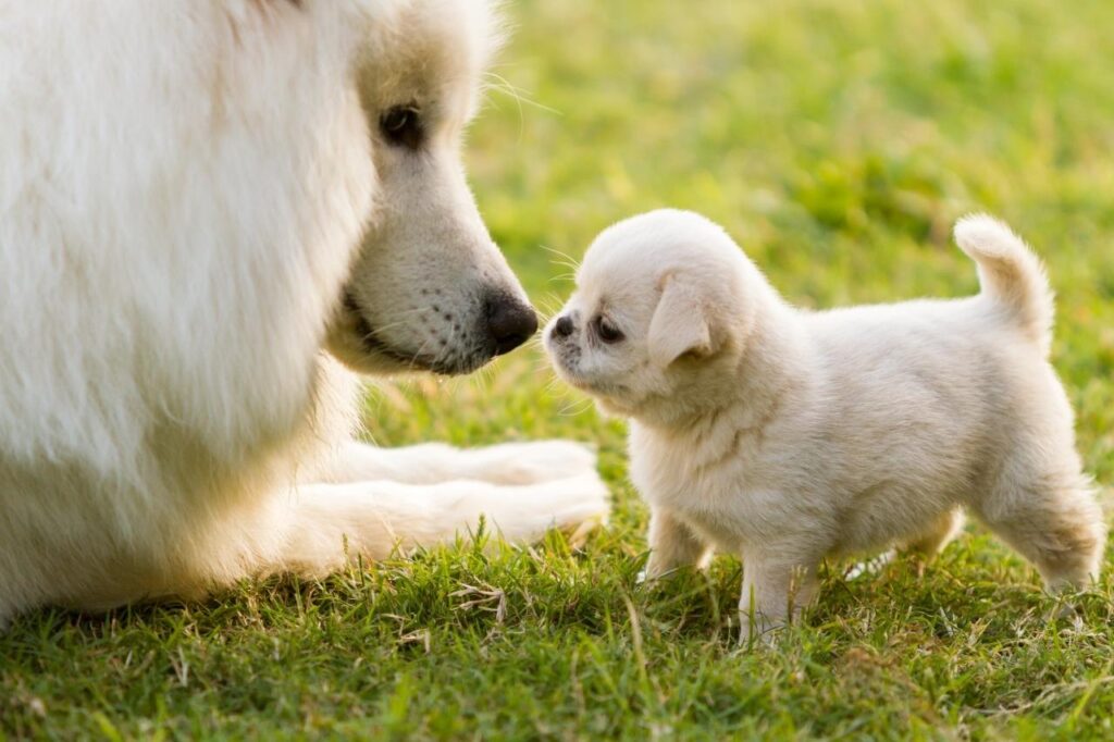 O pós-parto canino é complicado?